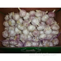 Normal White Garlic Fresh Crop 2019 Size 5.0